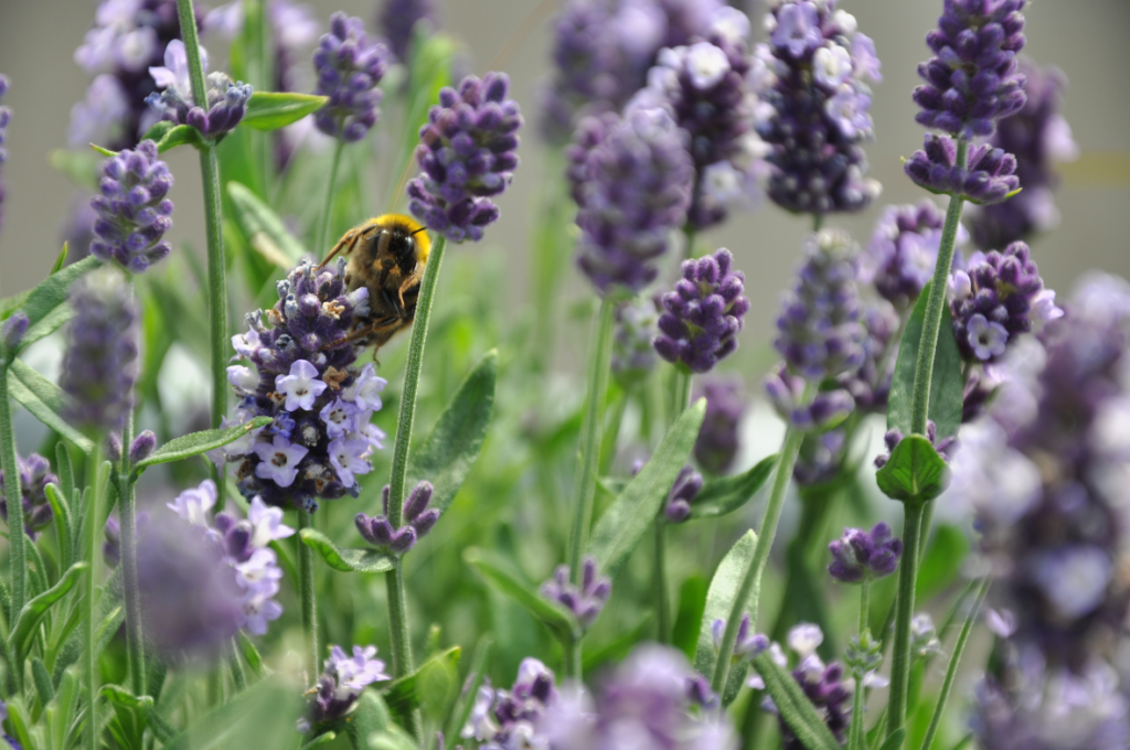 Hummel im Lavendel