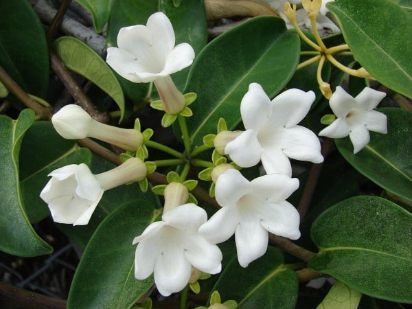 Stephanotis